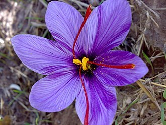 A Nightly Ritual: Using Saffron for Restful Sleep