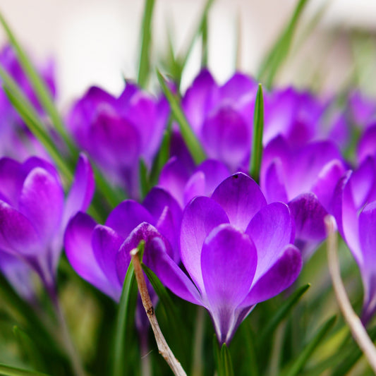 Eyes Refreshed: Saffron Infusion for Eye Relaxation